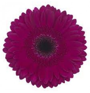 ΖΕΡΜΒΕΡΑ ΜΩΒ εισαγ. GERBERA GR PASSOA